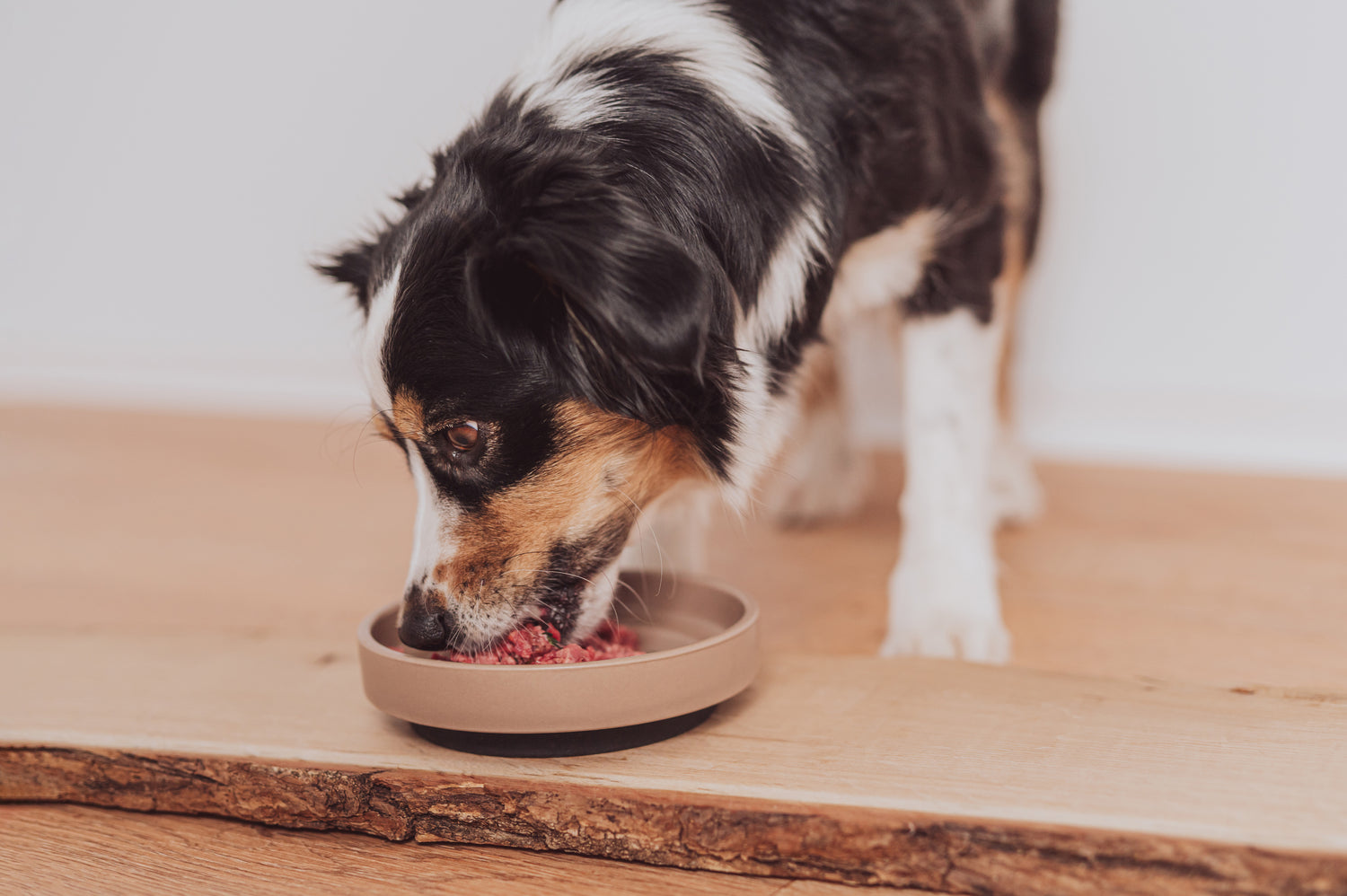 Bowells Hunde frist Futter aus Schale