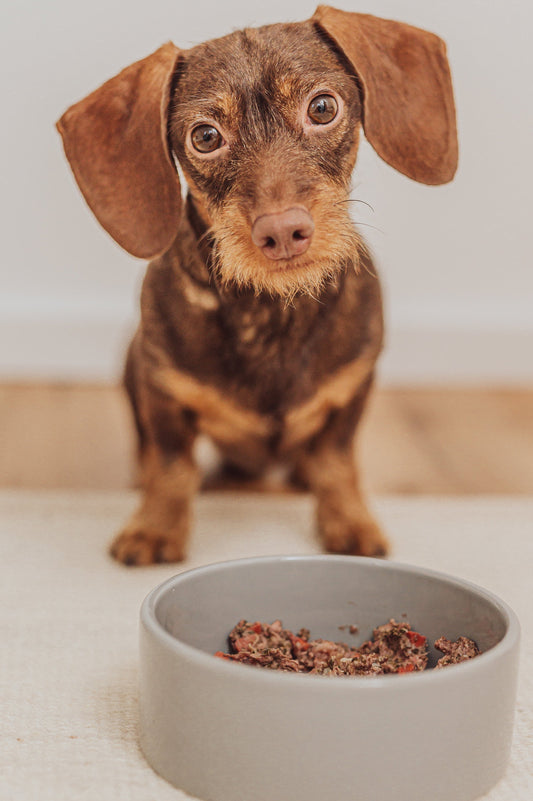 Futterumstellung beim Hund: So klappt der Wechsel ohne Bauchchaos