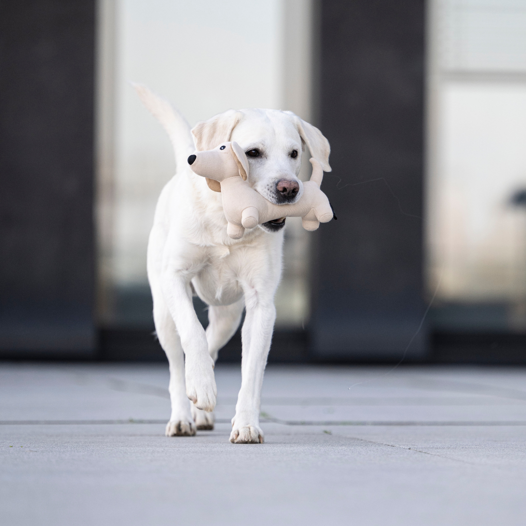 Hundespielzeug Dackel Pepe – robuster Spielkamerad aus Denim