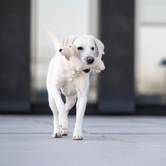 Weißer Hund mit Stoff-Hundespielzeug zur Beschäftigung