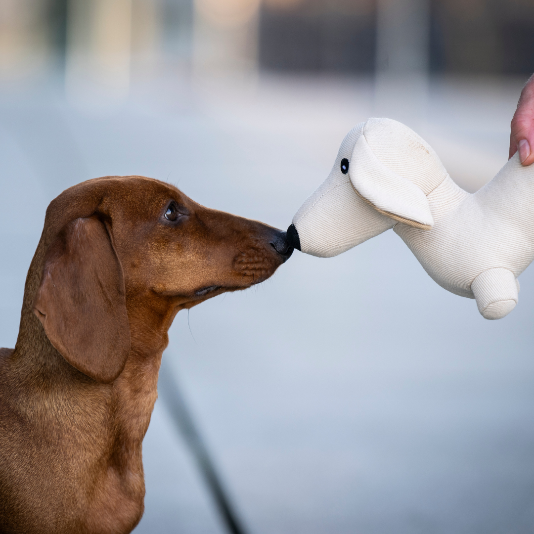 Hundespielzeug Dackel Pepe – robuster Spielkamerad aus Denim