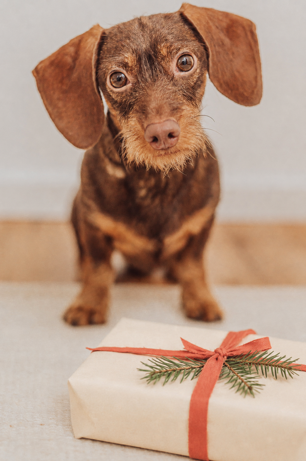 Hund neben einem Bowell’s Paket mit Weihnachtsüberraschung