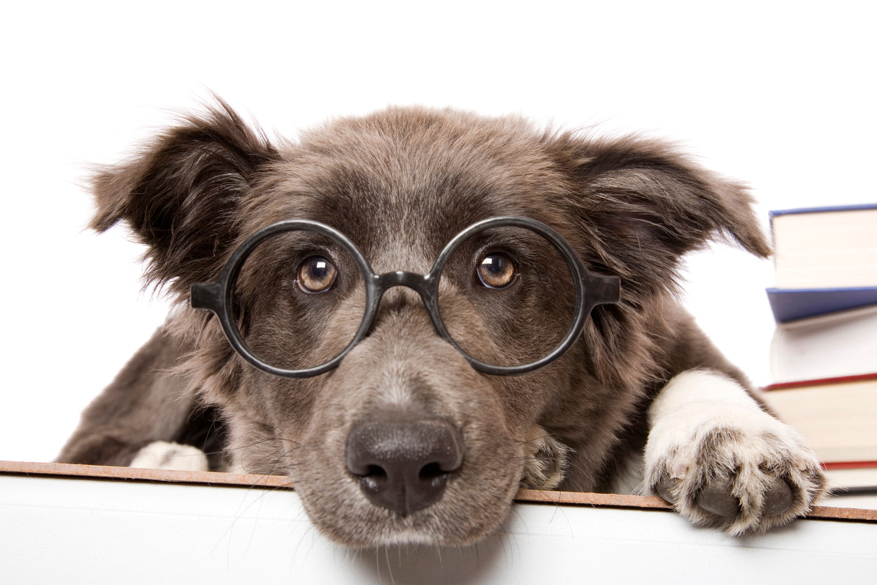 Ein süßer Border Collie-Welpe mit Brille auf dem Schreibtisch neben einigen Büchern. Seltenes "blaues" Fell. Isoliert auf weiß.