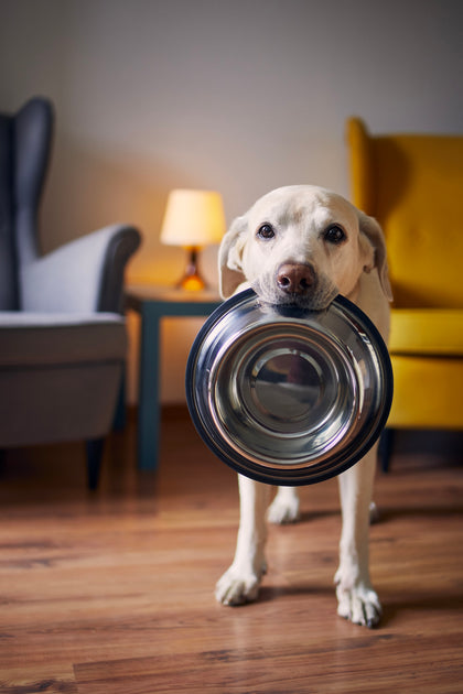 Hungriger Hund mit traurigen Augen wartet zu Hause auf die Fütterung. Niedlicher Labrador Retriever hält Hundenapf im Maul.