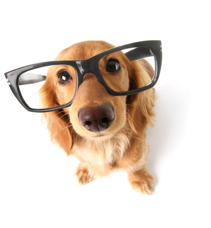 Lustiger kleiner Dackel mit Brille, verzerrt durch Weitwinkel-Nahaufnahmen. Konzentriere dich auf die Augen.
