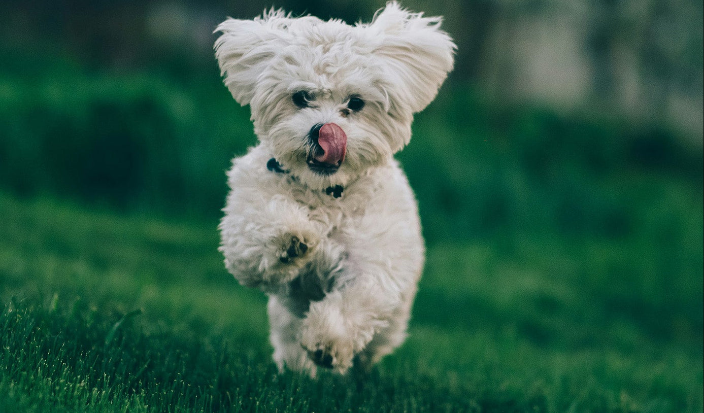 Bowells weißer Hund springt über den Rasen