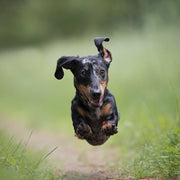 Kundenhund mit Bowell’s