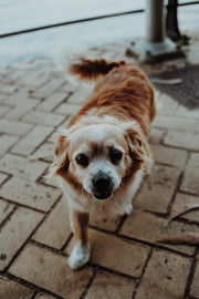 Kundenhund mit Bowell’s