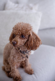 Kundenhund mit Bowell’s